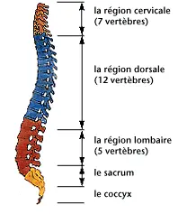 discopathie