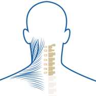 Effet myorelaxant et nutritif de la chaleur au niveau cervical