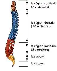 Soulager la hernie discale lombaire, Bouger Naturellement, Vivre Normalement sans peur de la récidive